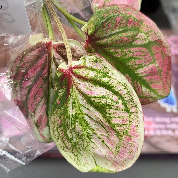 172-0526彩叶芋现货