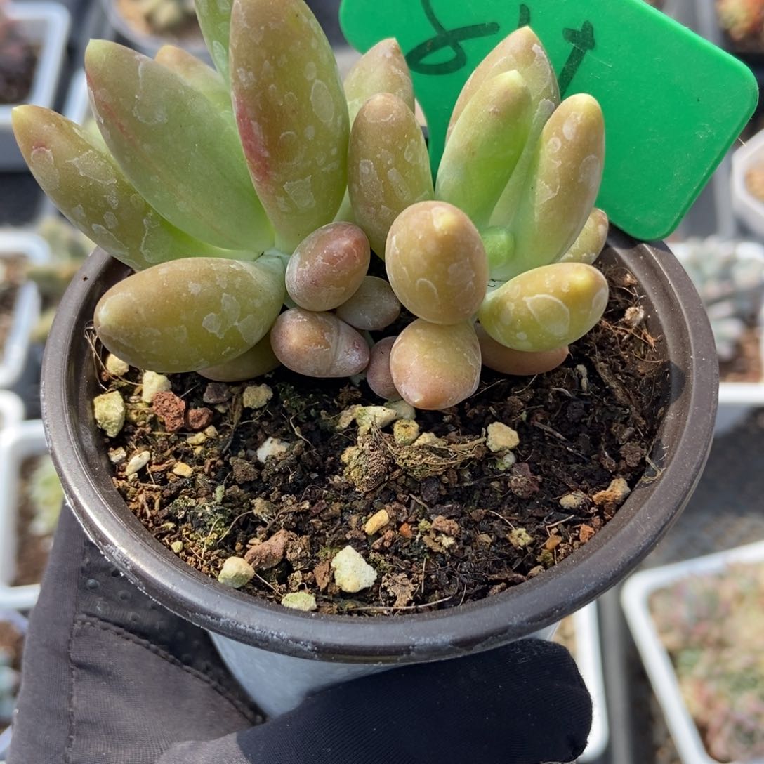 811金蝉多肉植物保护