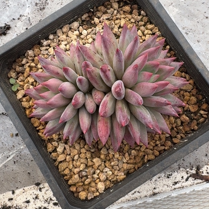 羽毛纹 虞美人  一物一拍