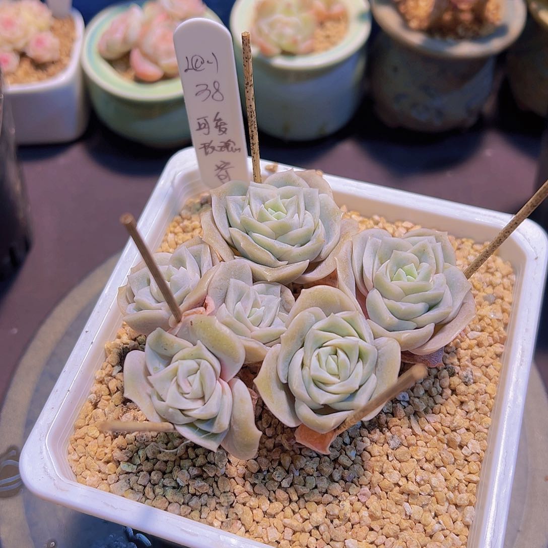 ?***?可爱玫瑰，多肉植物，