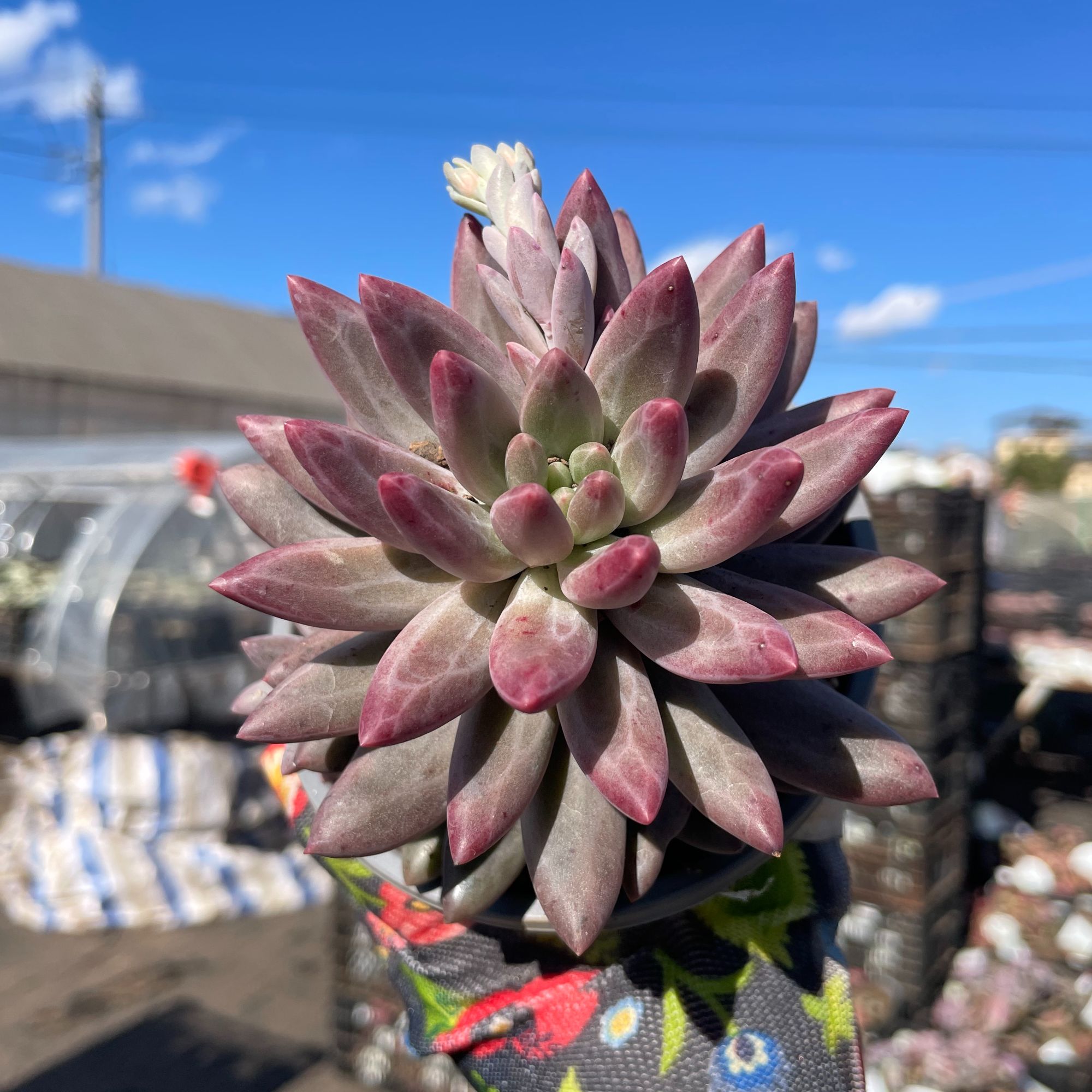 红蜻蜓 多肉植物 云南基地直发新手养肉放阳台好养活 满18包邮