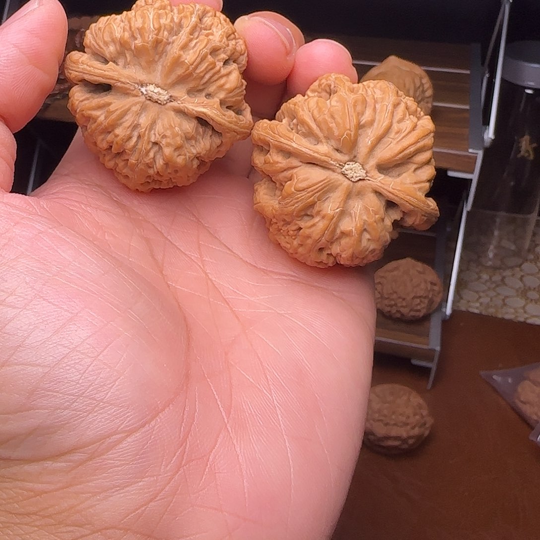 手串/手链核桃粗筋