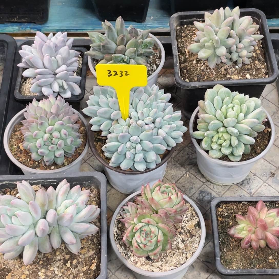 在干嘛我现在还没有3232