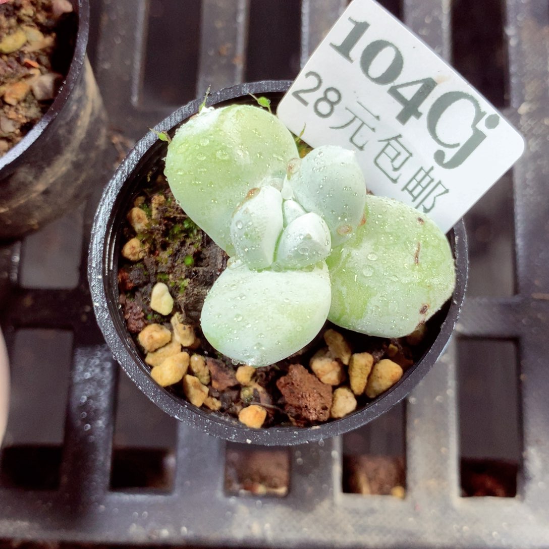 5厘米盆精控多肉104