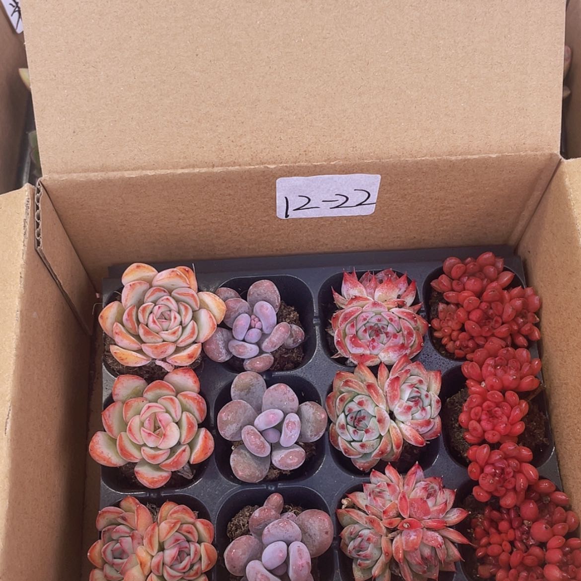 【闪购商品】12颗-22号