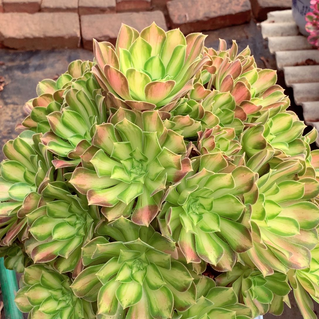 韶华老桩，多肉植物