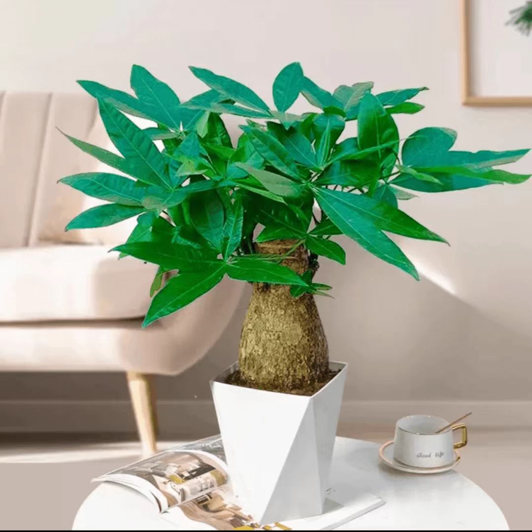 【五年老桩】老桩发财树室内绿植懒人大象腿发财树盆栽招财年宵花8
