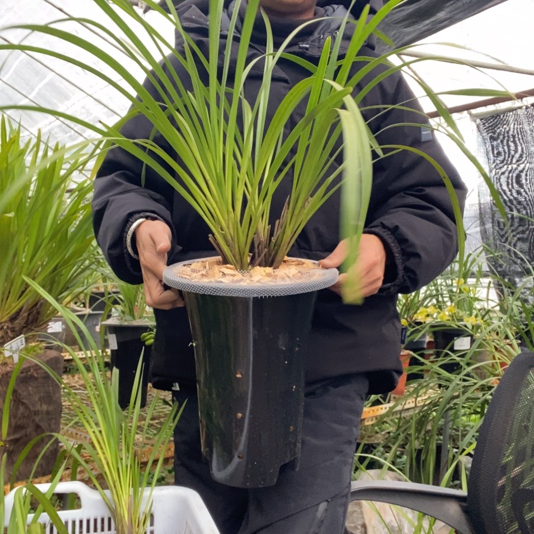 晨***辰完全开放6细叶彩瓣独占春