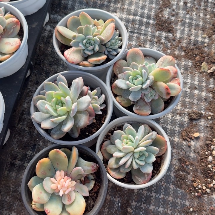 5个一组 橙梦露锦底座