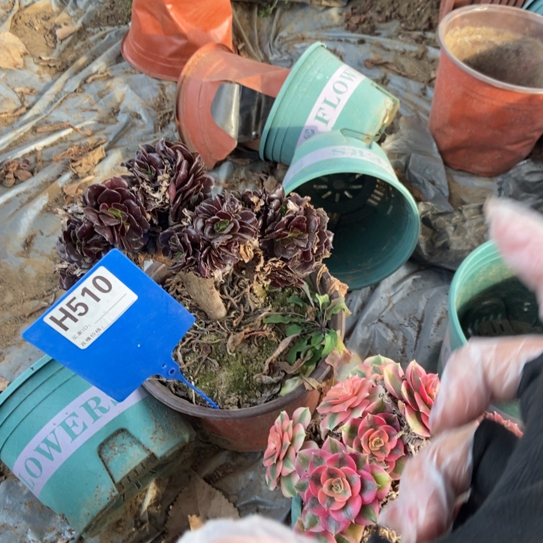 美***钗510欧紫干伤处理欧紫