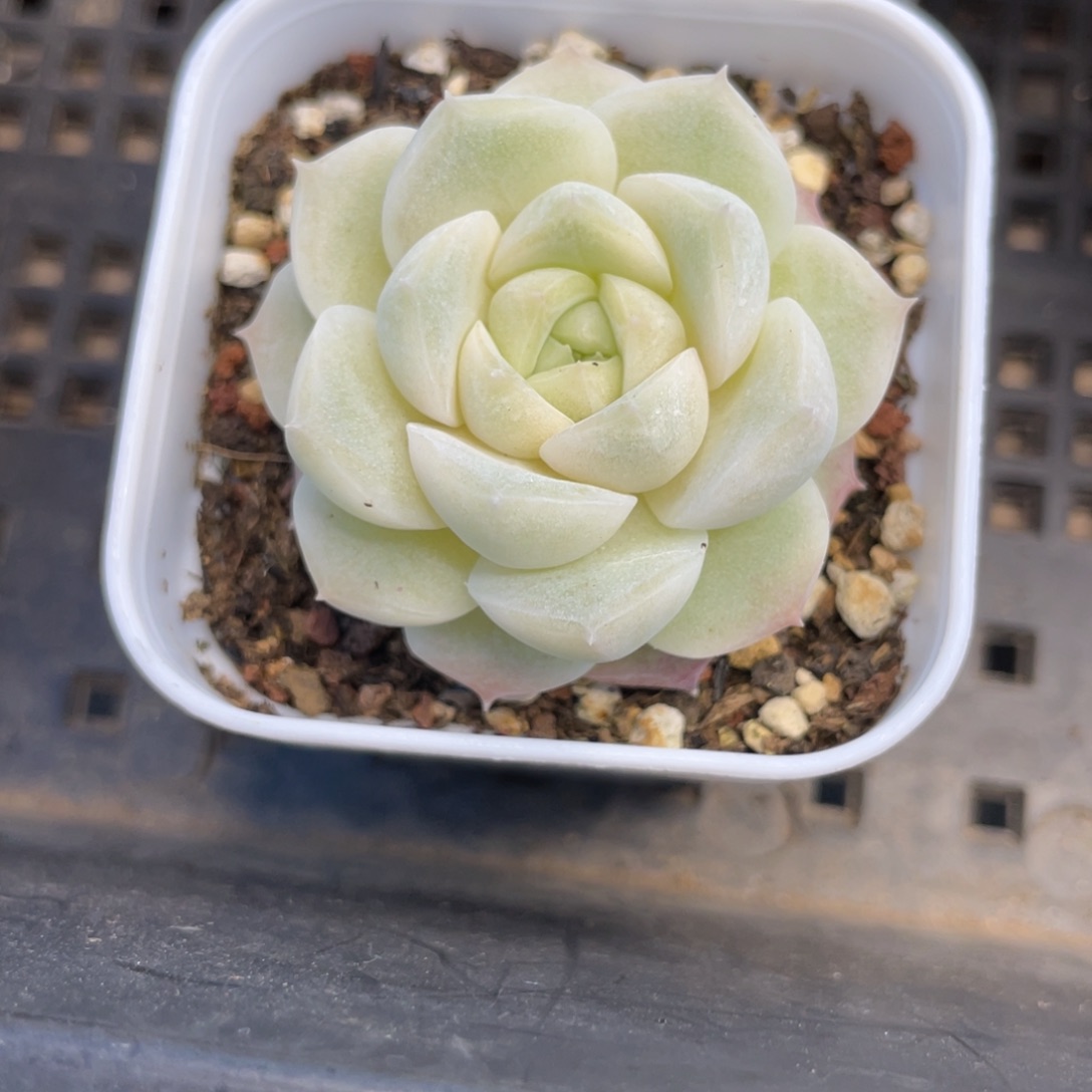 Z941微锦化女王单头