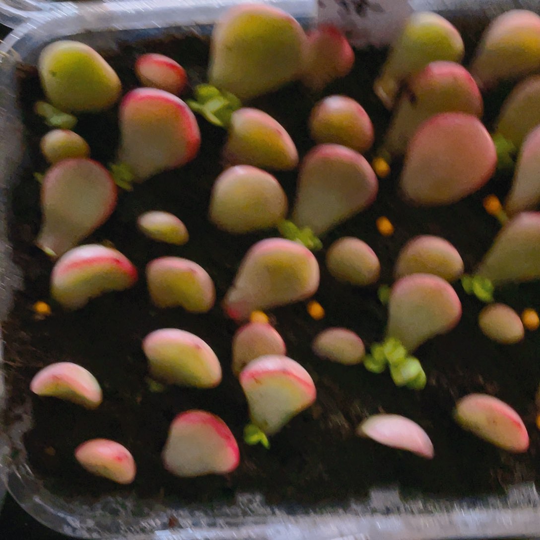 322 芝麻苗一个满25包邮