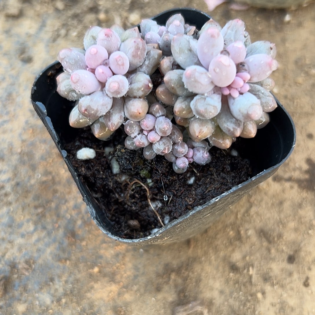 多肉植物婴儿手指