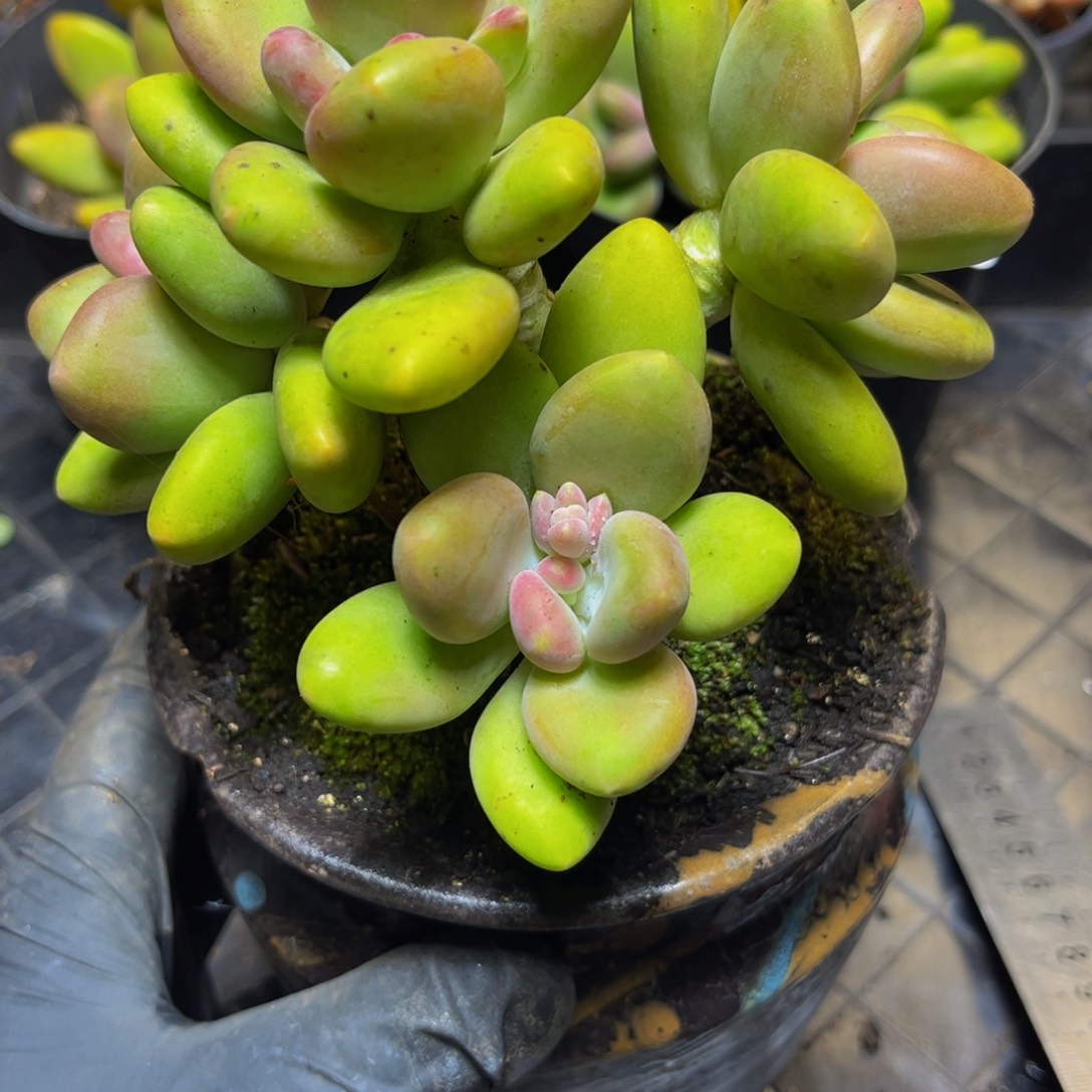 635芒果奶13厘米多肉