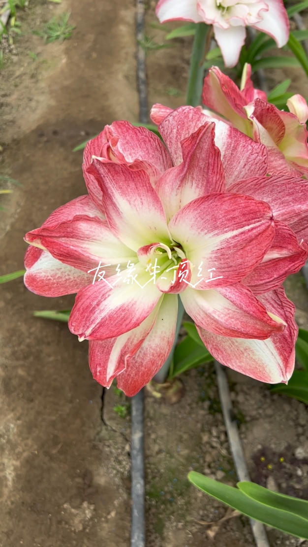 【猛犸象朱顶红】现挖带新鲜根叶容易成活