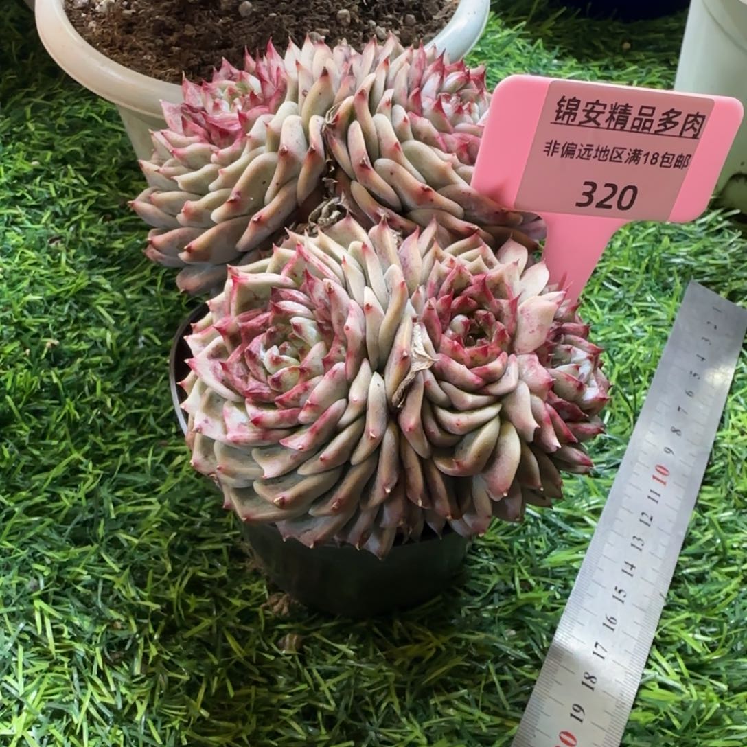 锦安精品多肉植物320