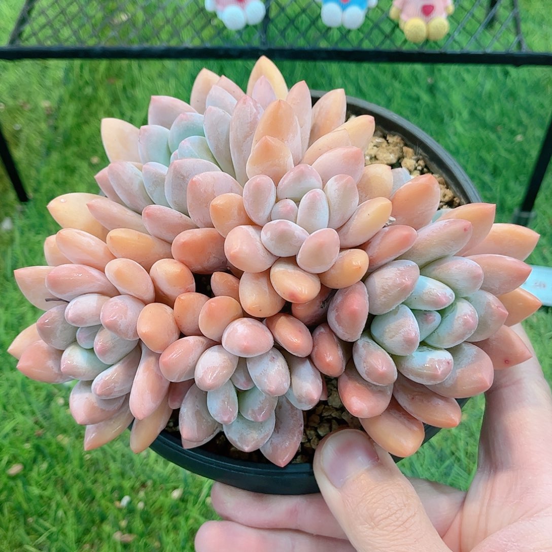 韩版丸叶香水多肉