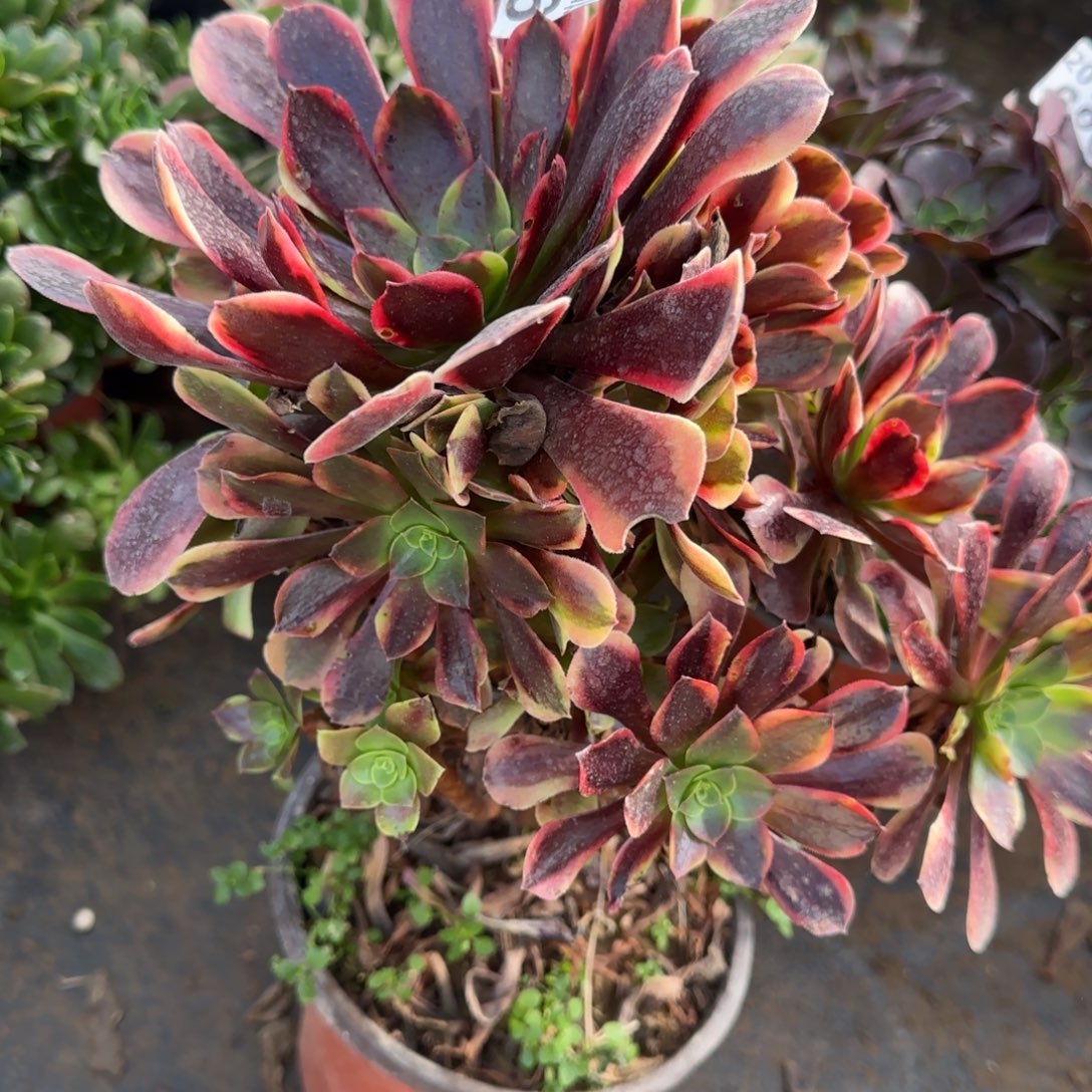 欧佳丽766满20包邮断枝不包