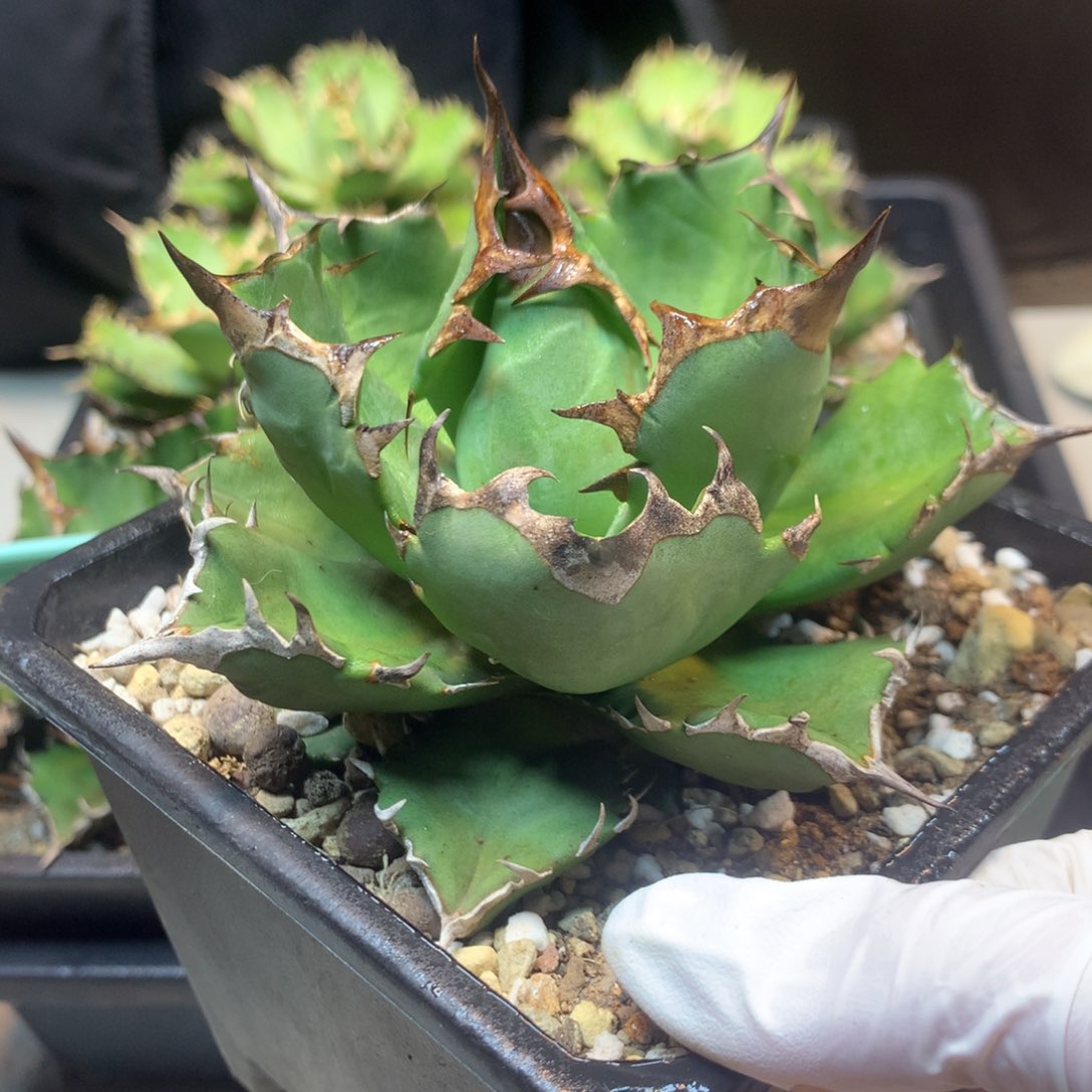      姬 仁王冠 10公分起发