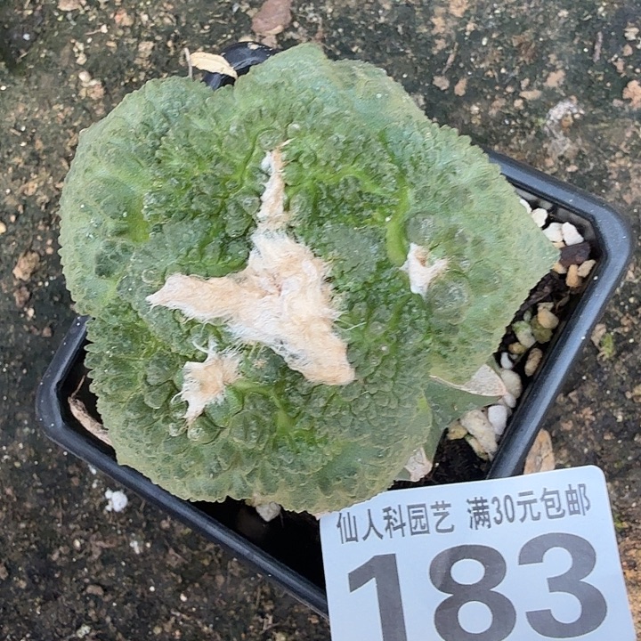 无花朵183大型体哥斯拉东三