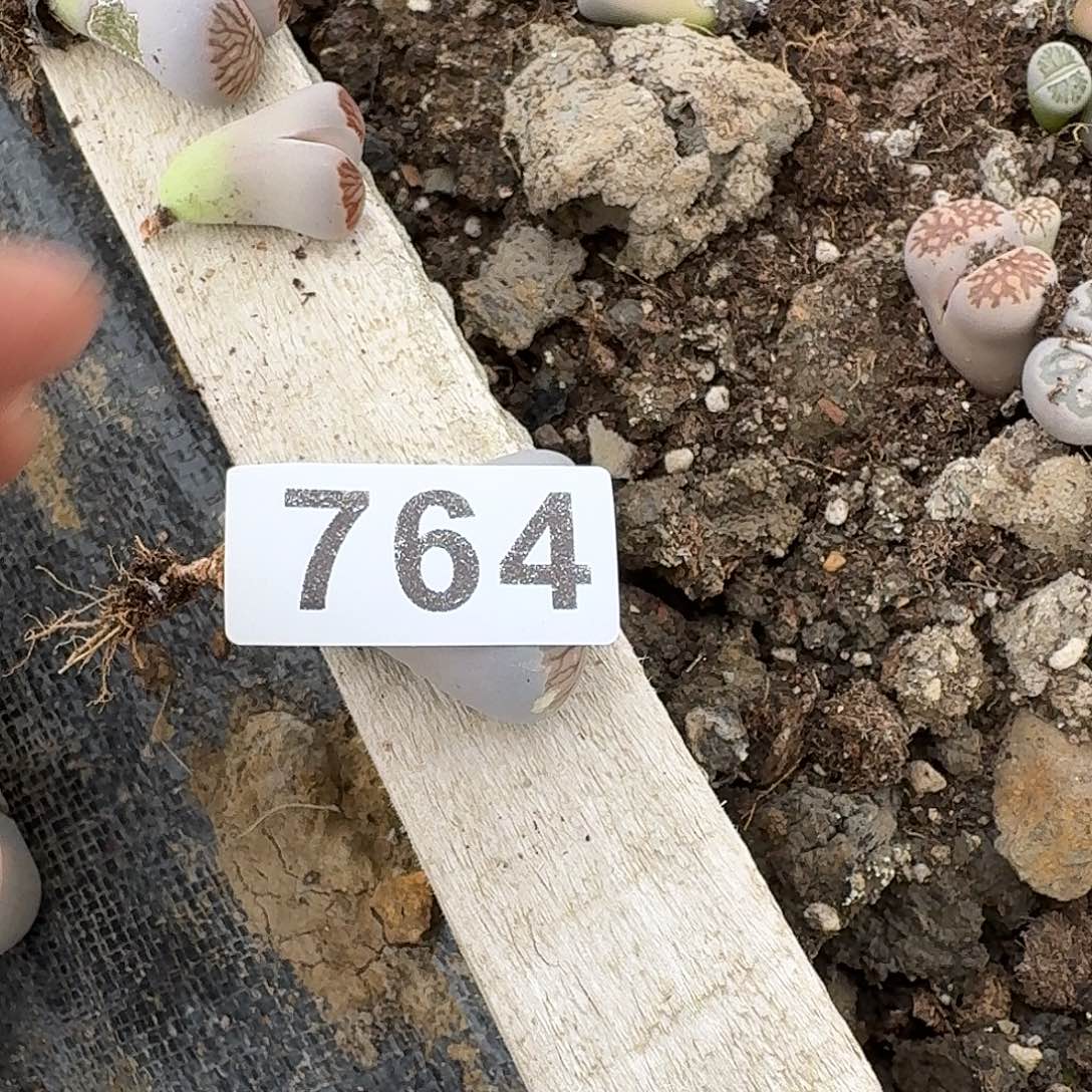 快***坊生石花一物一拍764