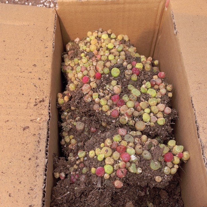 一箱毛毛00000000000