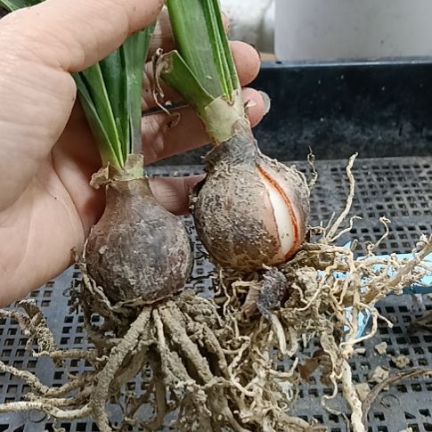花***愿无花朵孤宝3-4发二个
