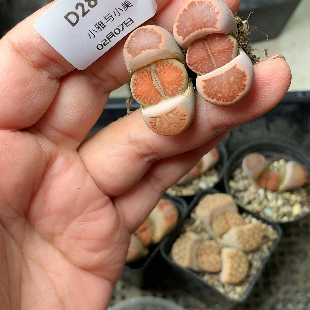 D285多肉植物保护研究所