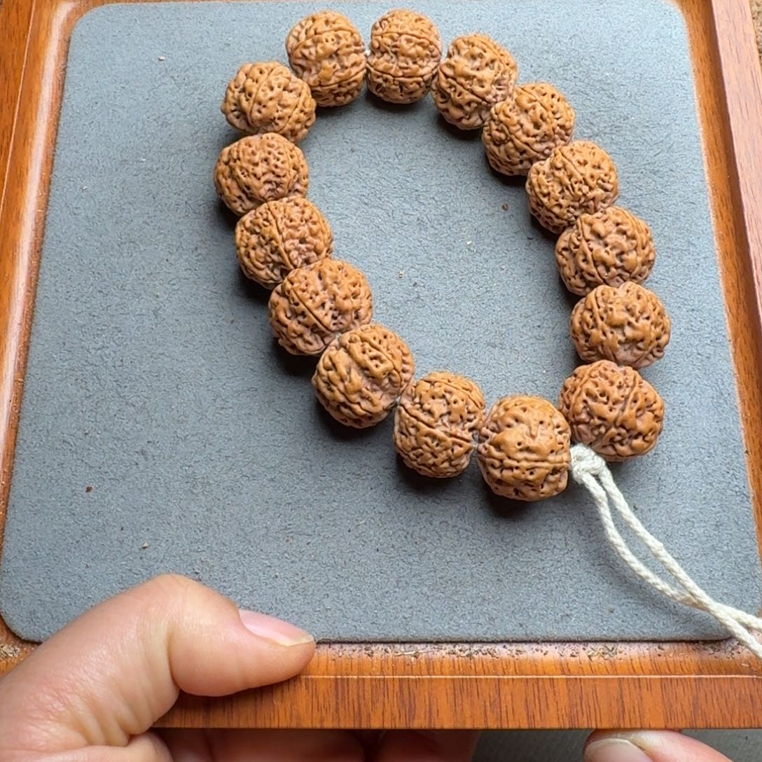 菩提菩提13号尼泊尔大金刚21矮庄六瓣