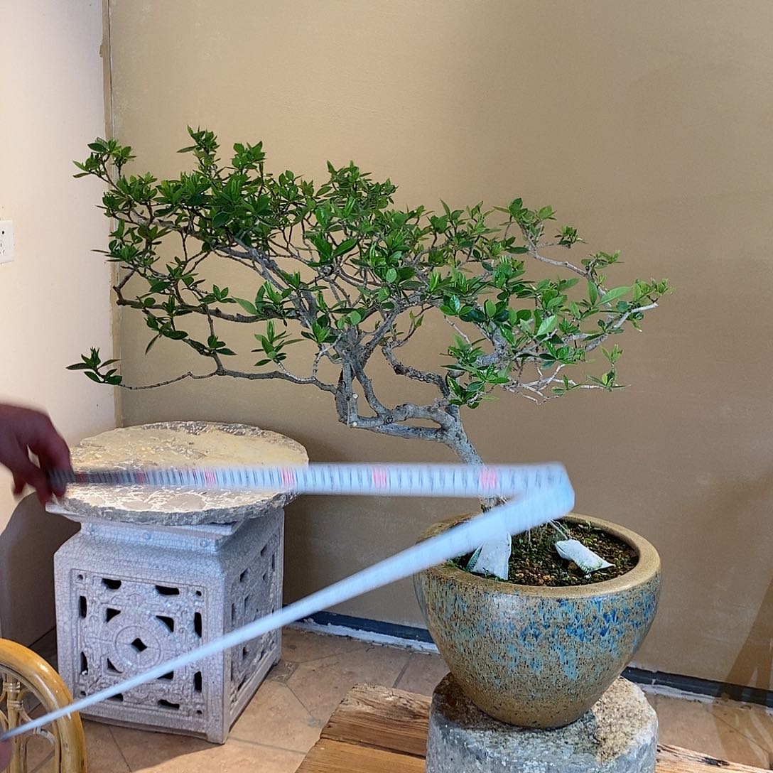 大*哥栀子花888888