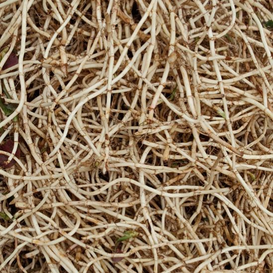 中国大陆本地折耳根2斤