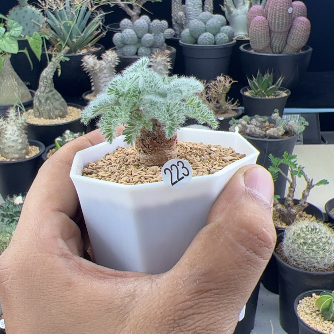 奶***喝羽叶洋葵一物一拍