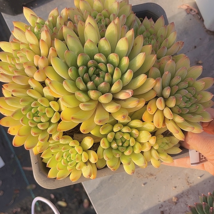 星际迷航12161多肉植物