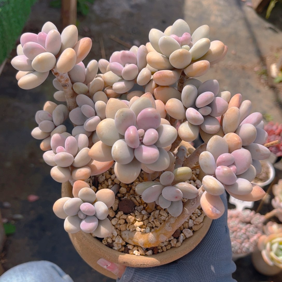 桃蛋8888888888多肉