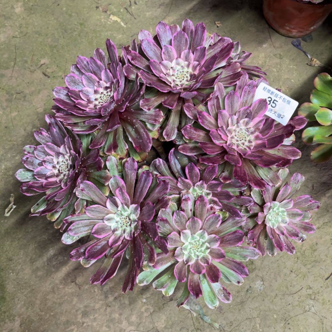 35水墨画丛林多肉植物法师