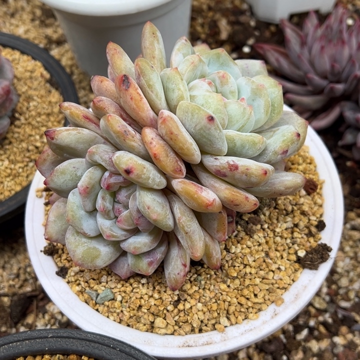 星影 石化 夏鸣园艺