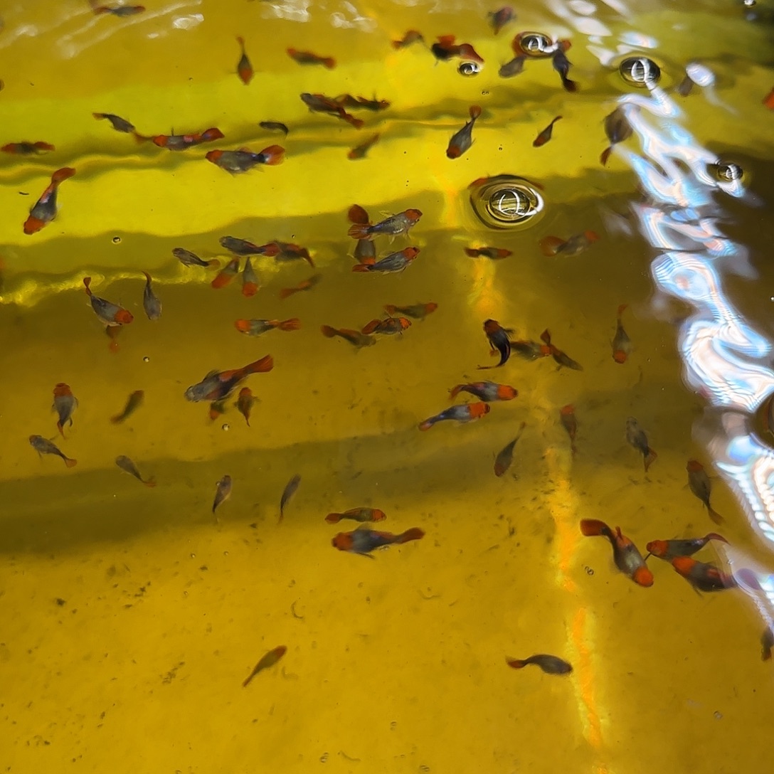 孔雀鱼深海蓝小压成10条随机