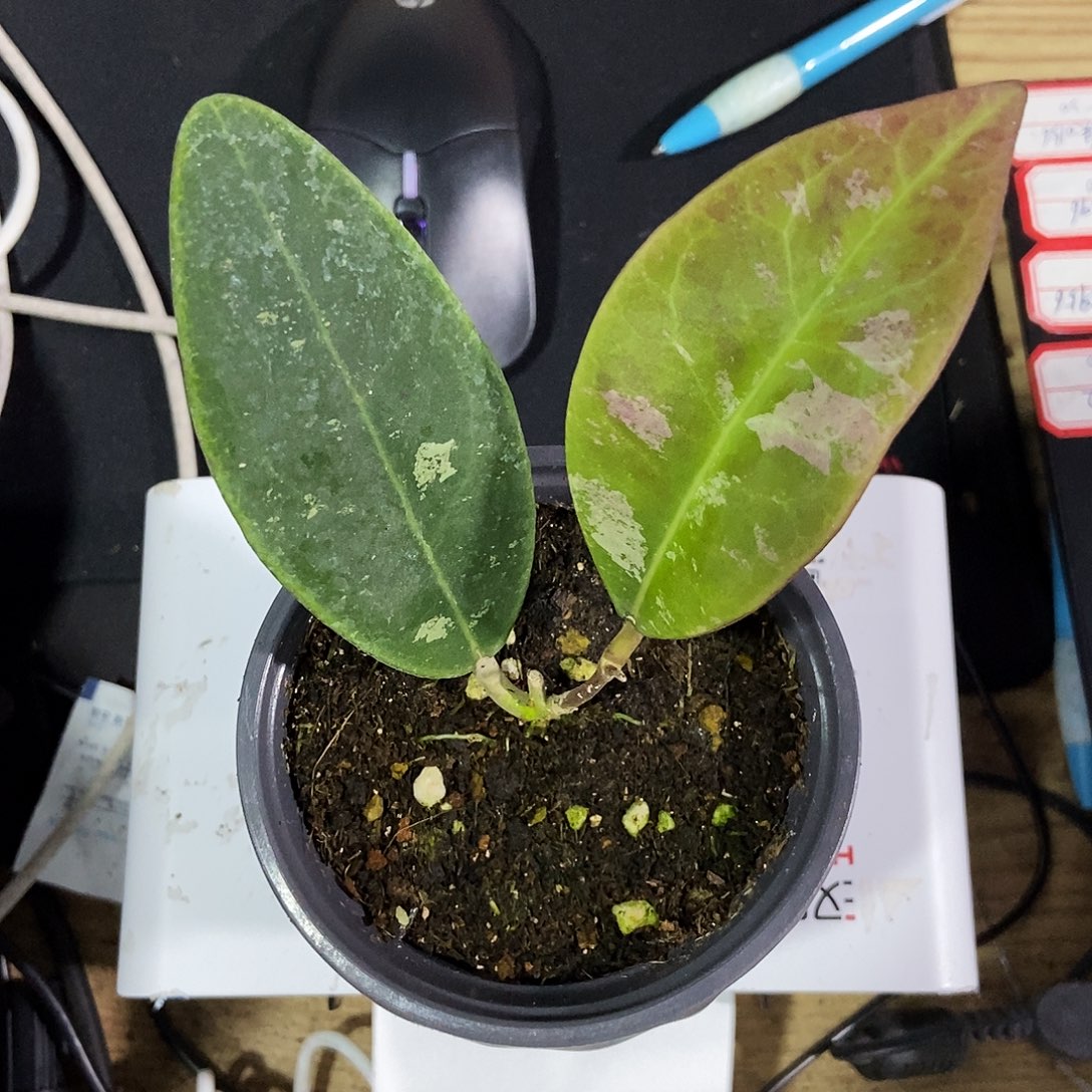 里***。完全开放林茨球兰