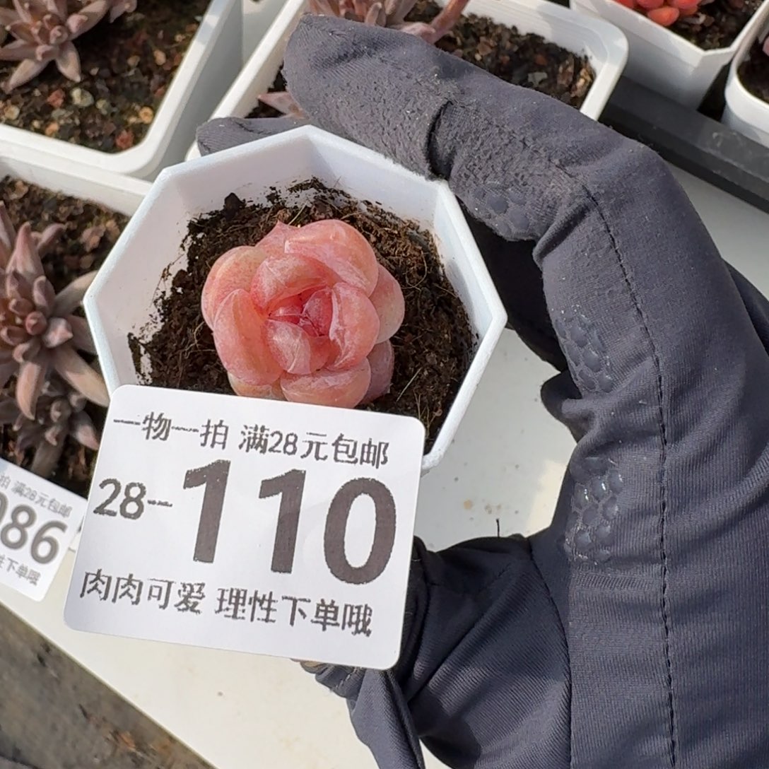 玉兔无盆土发货无