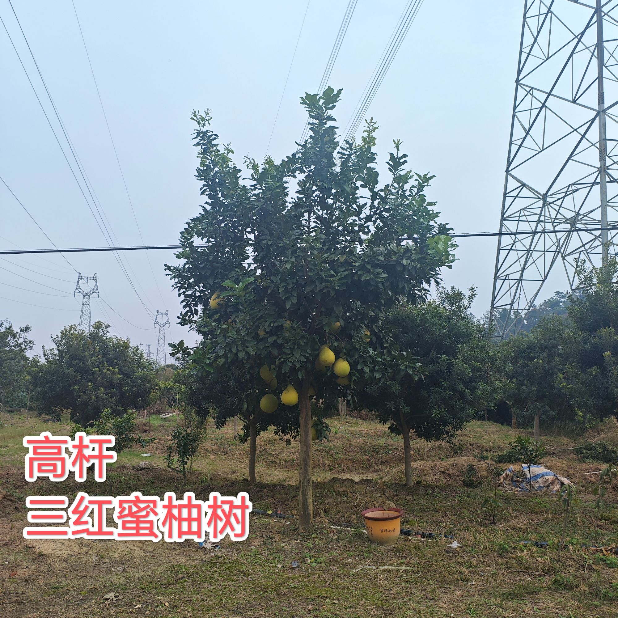 三红蜜柚树红皮红肉柚子树带原土枝叶发货包邮沙田柚树