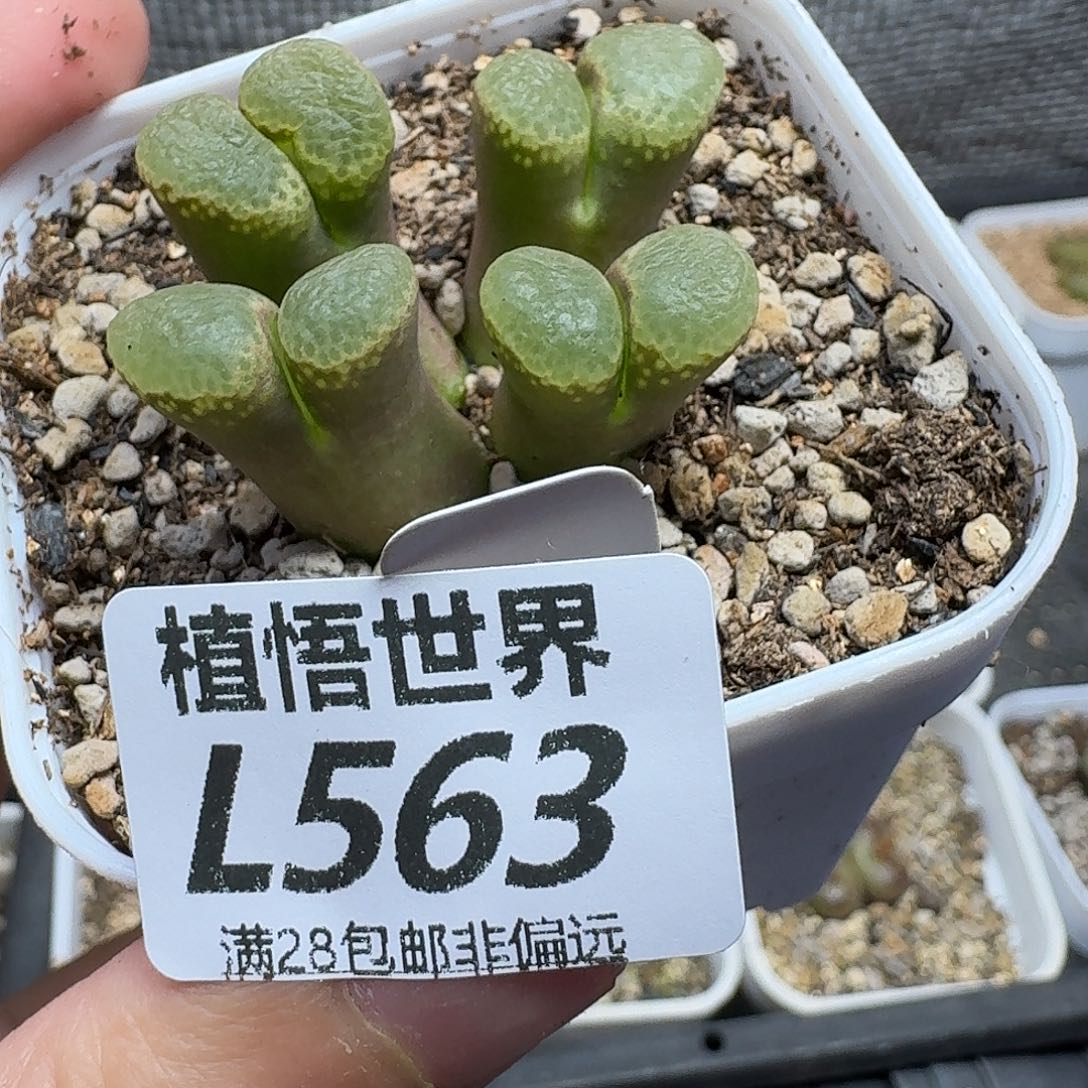 多肉植物的人生fbb