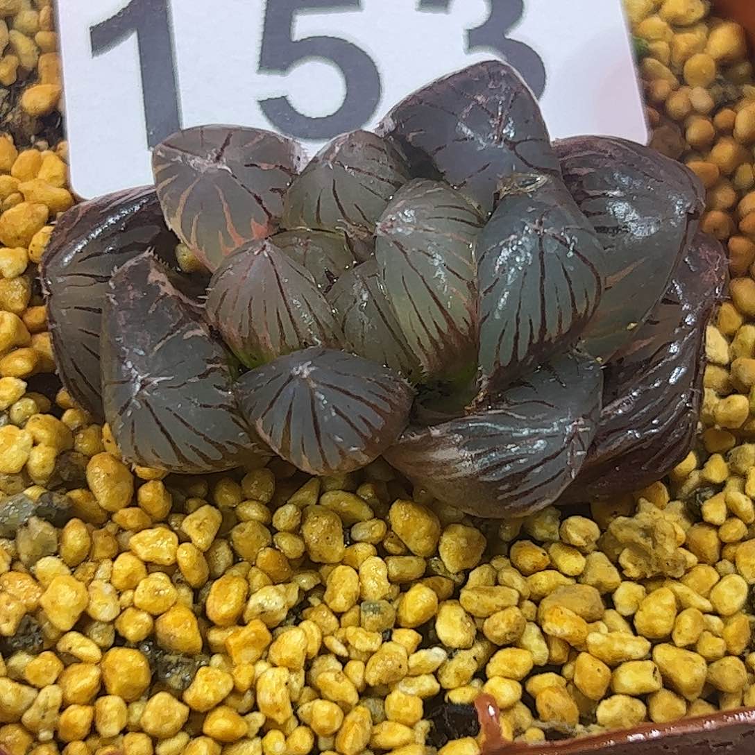 龙爪锦十二卷多肉植物满