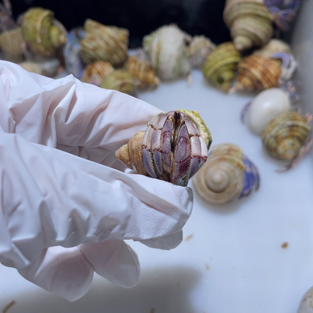 A3 紫陆妖艳紫粉色1.5口