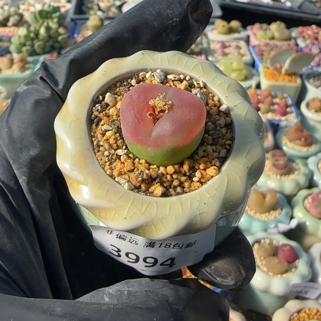 3994 -一物一拍 带盆