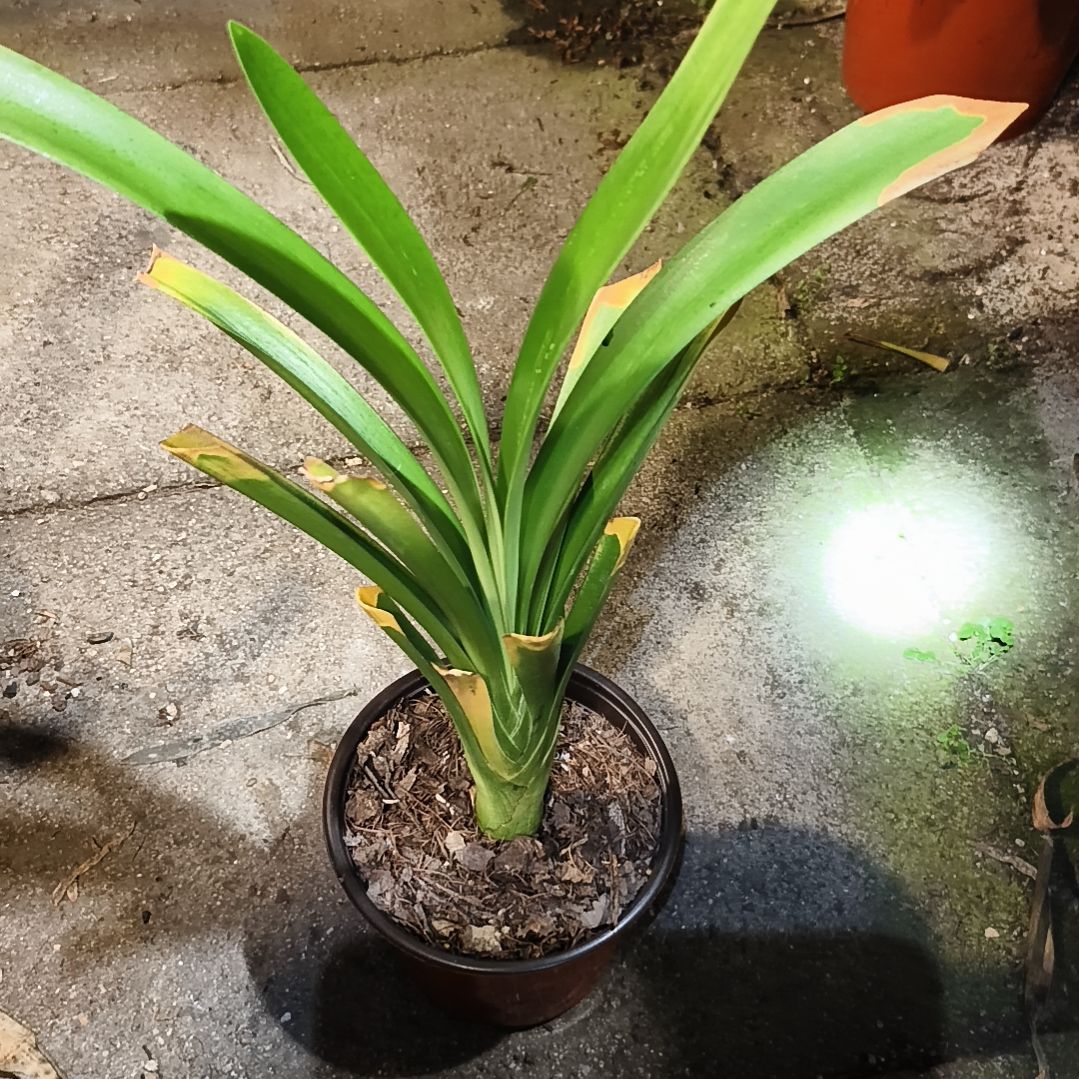 厚***物完全开放盲盒下花残叶无售后