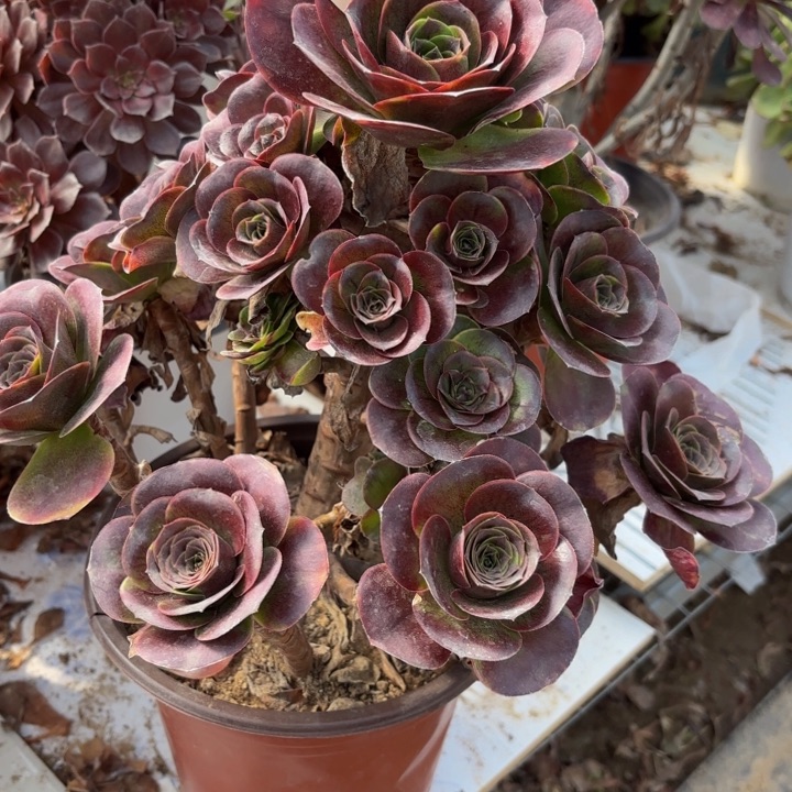 魅金玫瑰多肉处理不包断头4186