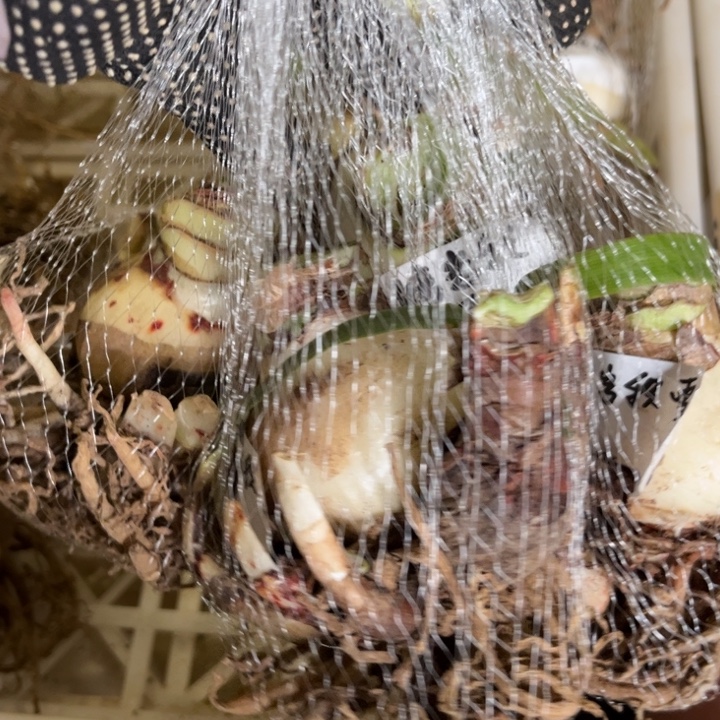 L***在熔岩积雪坨坨4颗装