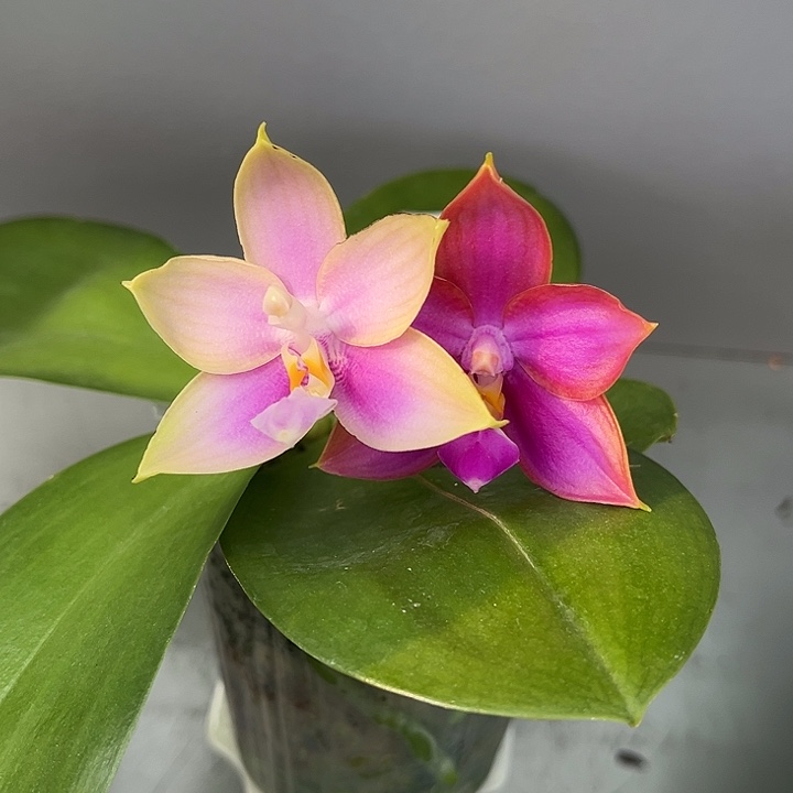 完全开放2.5寸杯洋洋粉玛丽交霓虹灯变异双色花