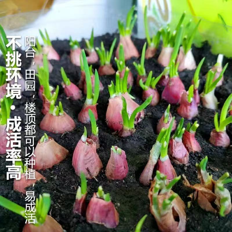 正宗红葱头四川小葱头种云南小葱头四季小香葱头苗本地小葱头商用