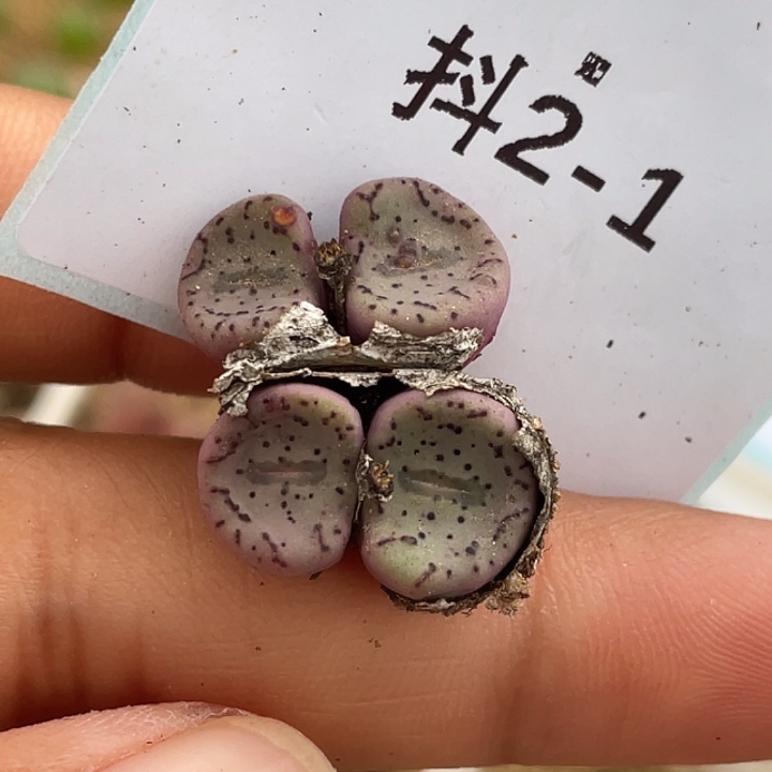 2-1荷叶安贞多肉植物